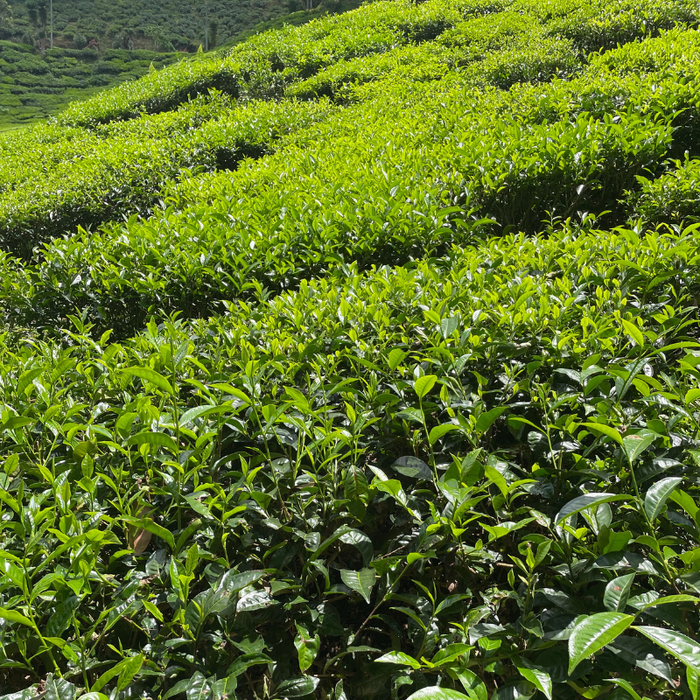 Polyphénols : Le rôle de ces antioxydants